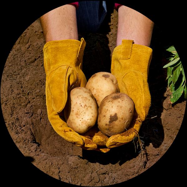 LAYS_FR_WEB BG-02.jpg